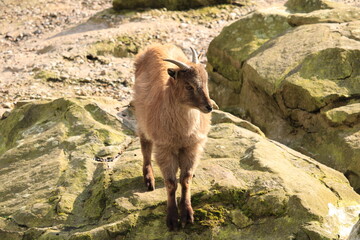 A little goat in the mountains