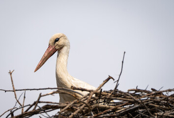 White stork ciconia ciconia shot with the amazing Sony 200-600mm lens