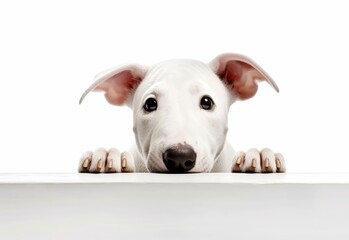 Obraz premium Adorable Bull Terrier Puppy Peeking Out from Behind White Table with Copy Space, Isolated on White Background. Generative AI.