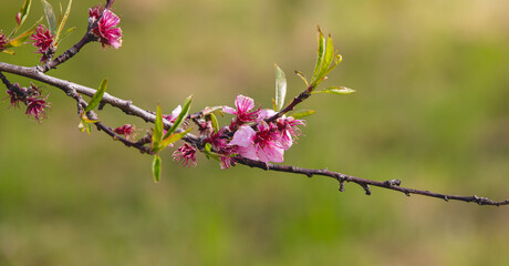 Une fleur dans un arbre.