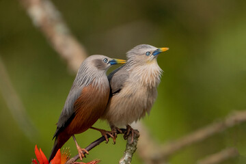 chest nut tailed starling sitting on branch taken from Satchori forest, sylhet, Bangladesh