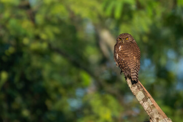 Birds of Bangladesh from satchori forest, sylhet