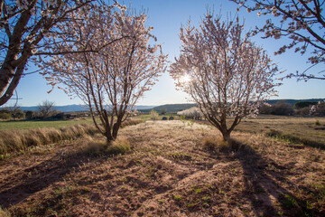 Almond trees in blossom fields in Teruel Aragon Spain