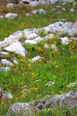 Obraz premium Wild flowers and rocks on the meadow. Selective focus.