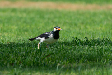 Asian Pied Starling  (Gracupica contra), Indian pied myna or Pied Starling in the grass in the UAE