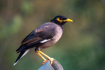 Common myna or Indian myna (Acridotheres tristis) close up in a tree.