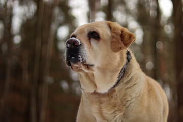 golden retriever dog in snow