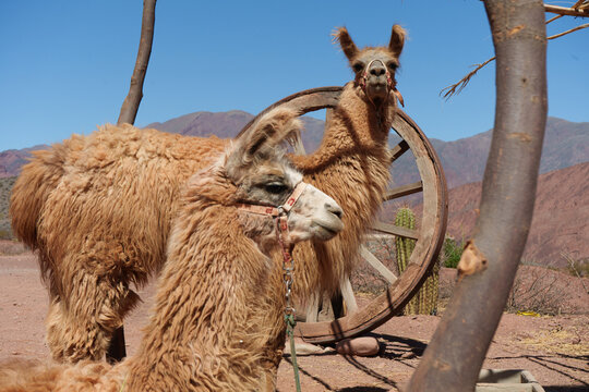 Two Llamas On The Mountain
