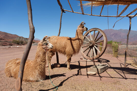 Two Llamas On The Mountain