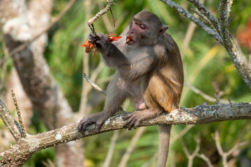 macaque sitting on the tree from satchori forest, sylhet, Bangladesh