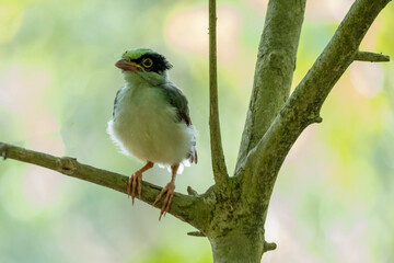 red headed wood green magpie, hazarikhil forest, CHATTOGRAM bANGLADESHpecker

