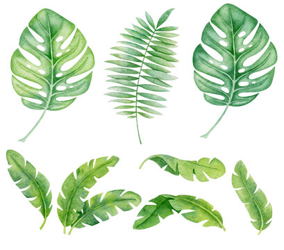 Tropical leaves watercolor set