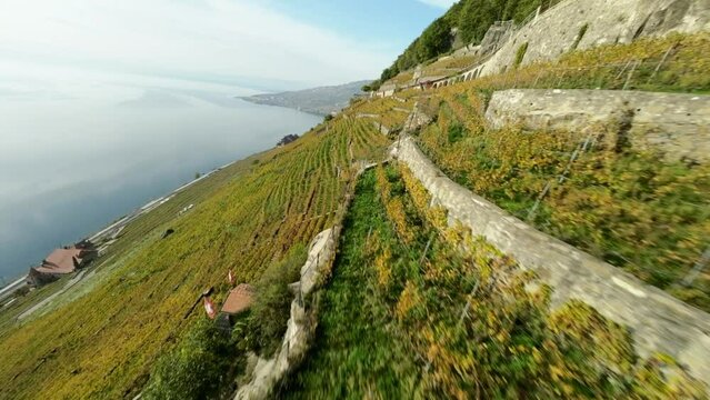 FPV drone shot of Geneva lake vineyards in autumn