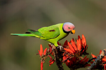 parrot from satchori forest, sylhet, bangladesh