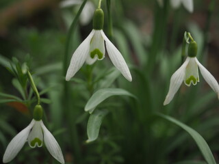 Snowdrop flowers in the field