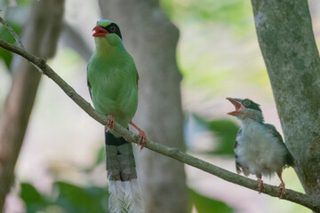 red headed wood green magpie, hazarikhil forest, CHATTOGRAM bANGLADESHpecker

