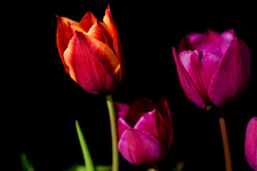 Tulips in different colors, orange and yellow and pink. The focus is on the left tulip