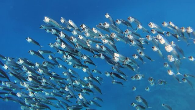 School of Indian mackerel (Rastrelliger kanagurta) feeding in Red Sea, Egypt