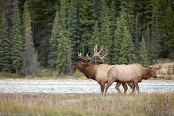 Naklejka na ściany i meble Rocky Mountain elk in a dry field