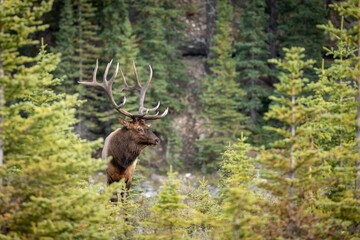 Rocky Mountain elk in a dry field