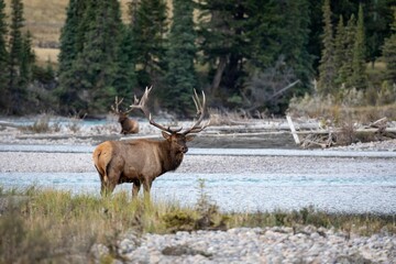 Rocky Mountain elk in a dry field