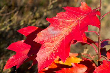 Naklejka na ściany i meble Maple autumn leaf on a maple branch, close-up.