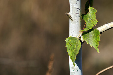Birch green leaves on a young birch, close-up.