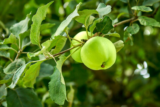Ripe simirenko apples on an apple tree branch close-up.