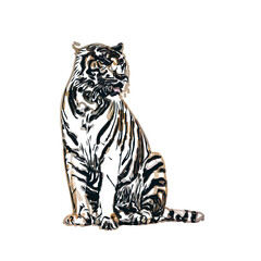 tiger color sketch with transparent background