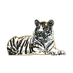 tiger color sketch with transparent background