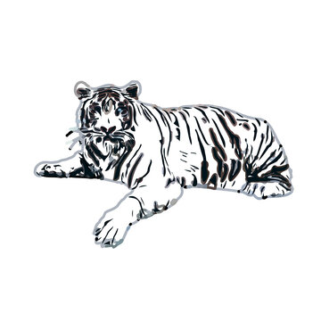 tiger color sketch with transparent background