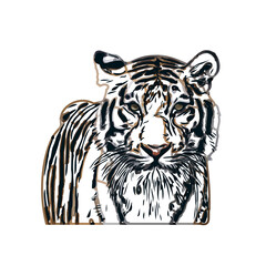 tiger color sketch with transparent background