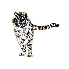 tiger color sketch with transparent background