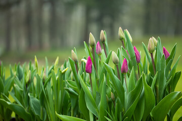 tulipany, wiosenne kwiaty 