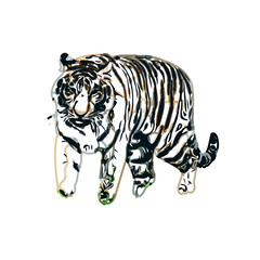 tiger color sketch with transparent background