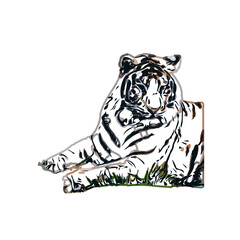 tiger color sketch with transparent background