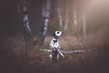 Selective focus of Dalmatian dog sitting in the forest with trees blurred background