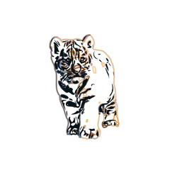 tiger color sketch with transparent background