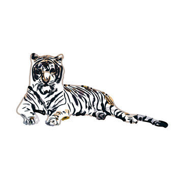tiger color sketch with transparent background