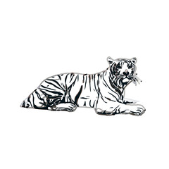 tiger color sketch with transparent background