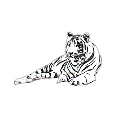 tiger color sketch with transparent background