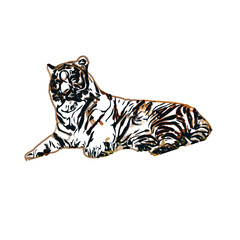 Naklejka premium tiger color sketch with transparent background