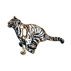 Fototapeta na wymiar tiger color sketch with transparent background