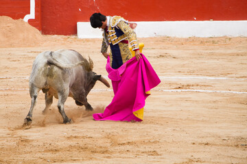Bullfighter doing bullfight in bullfighter suit - obrazy, fototapety, plakaty