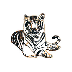 tiger color sketch with transparent background