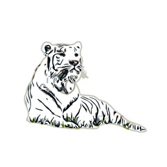 tiger color sketch with transparent background