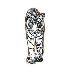 tiger color sketch with transparent background