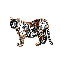 tiger color sketch with transparent background