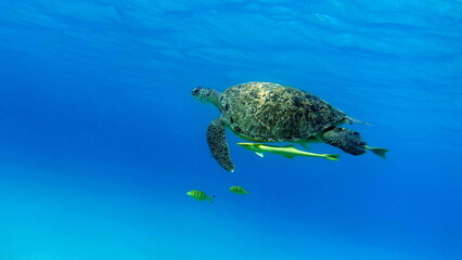 Big Green turtle on the reefs of the Red Sea.
Green turtles are the largest of all sea turtles. A typical adult is 3 to 4 feet long and weighs between 300 and 350 pounds.
