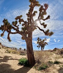 Joshua Tree